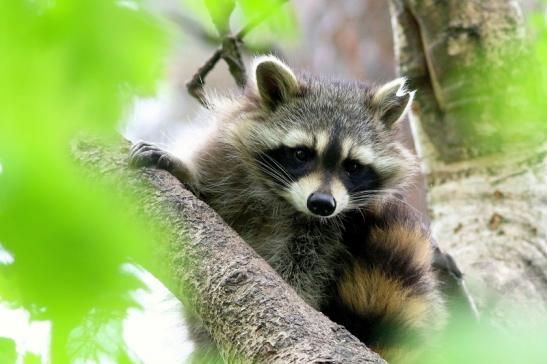 Waschbär Wildpark Alte Fasanerie Klein Auheim 2018