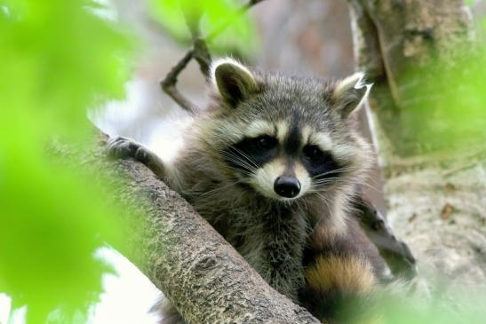 Waschbär Wildpark Alte Fasanerie Klein Auheim 2018