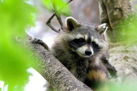 Waschbär Wildpark Alte Fasanerie Klein Auheim 2018