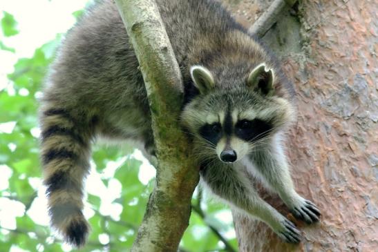Waschbär Wildpark Alte Fasanerie Klein Auheim 2018