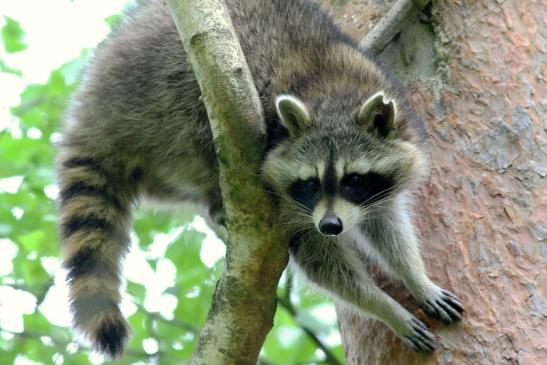 Waschbär Wildpark Alte Fasanerie Klein Auheim 2018