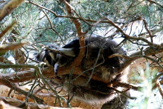 Waschbär Wildpark Alte Fasanerie Klein Auheim 2020