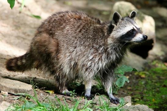 Waschbär Wildpark Bad Mergentheim 2015