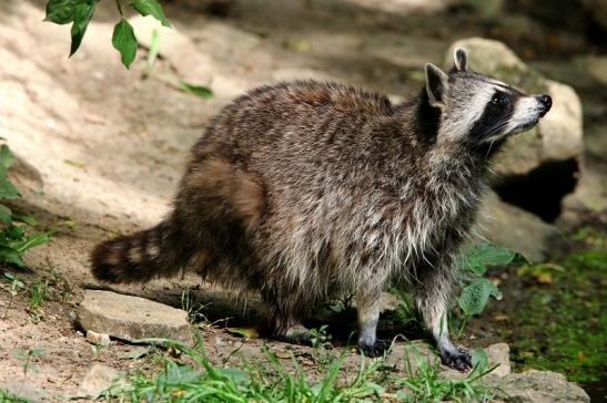 Waschbär Wildpark Bad Mergentheim 2015