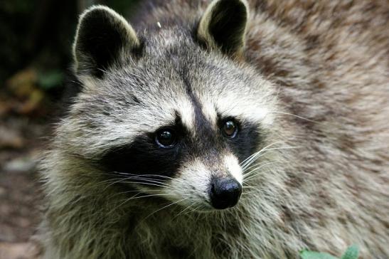 Waschbär Wildpark Bad Mergentheim 2015