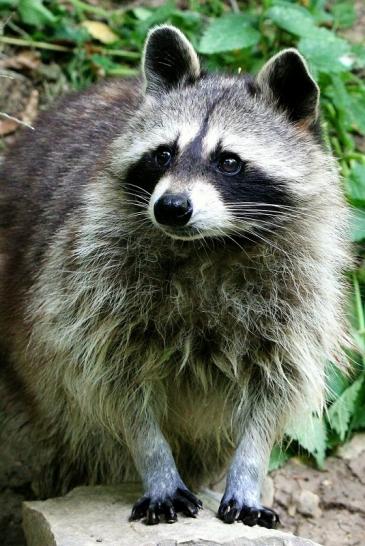 Waschbär Wildpark Bad Mergentheim 2015