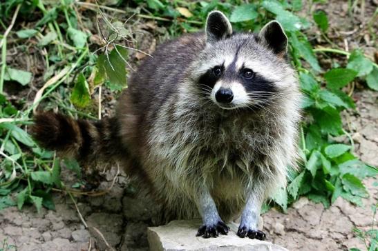 Waschbär Wildpark Bad Mergentheim 2015