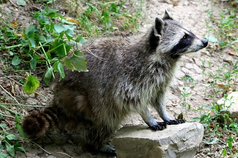 Waschbär Wildpark Bad Mergentheim 2015