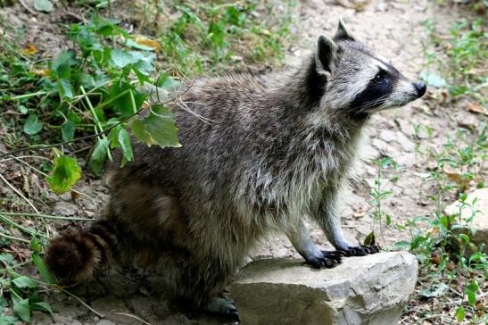 Waschbär Wildpark Bad Mergentheim 2015