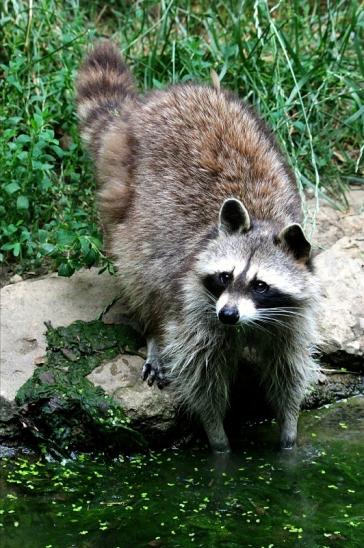 Waschbär Wildpark Bad Mergentheim 2015