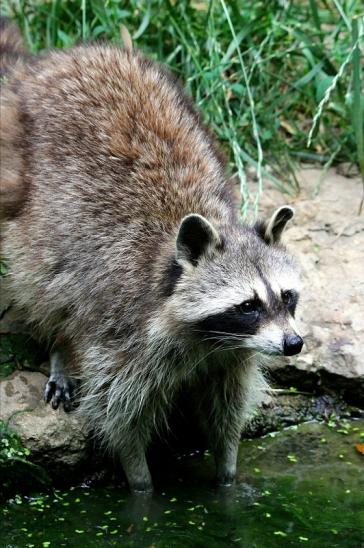 Waschbär Wildpark Bad Mergentheim 2015