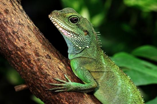 Grüne Wasseragame Zoo Vivarium Darmstadt 2014