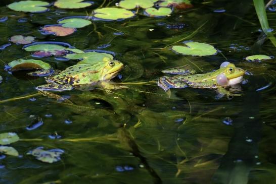 Hochzeit der Kleinen Wasserfrösche Atrium Park Dietzenbach 2020