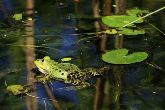 Hochzeit der Kleinen Wasserfrösche Atrium Park Dietzenbach 2020