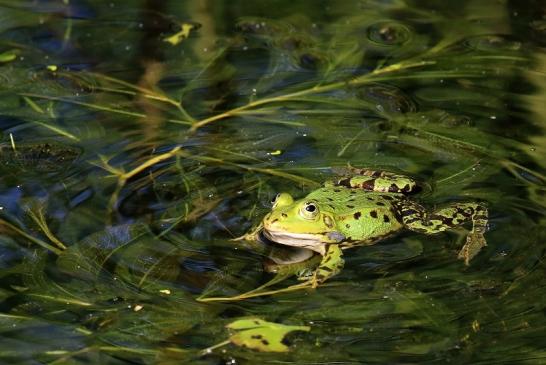 Hochzeit der Kleinen Wasserfrösche Atrium Park Dietzenbach 2020