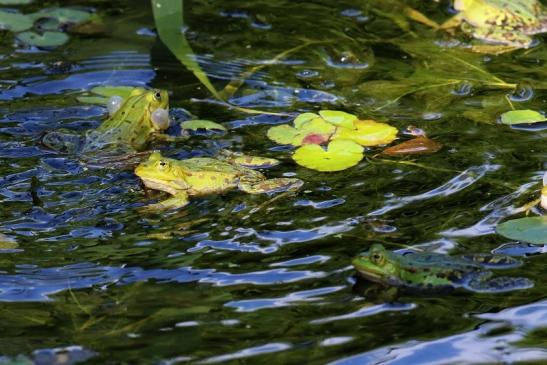 Hochzeit der Kleinen Wasserfrösche Atrium Park Dietzenbach 2020