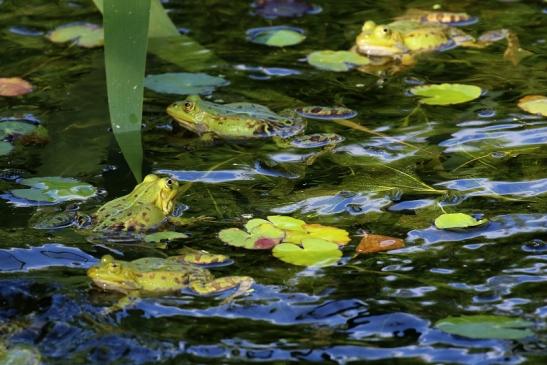 Hochzeit der Kleinen Wasserfrösche Atrium Park Dietzenbach 2020