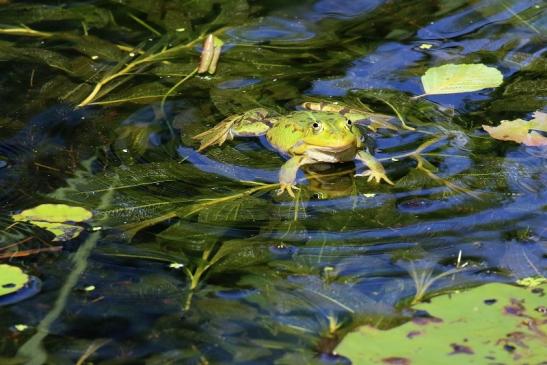 Hochzeit der Kleinen Wasserfrösche Atrium Park Dietzenbach 2020