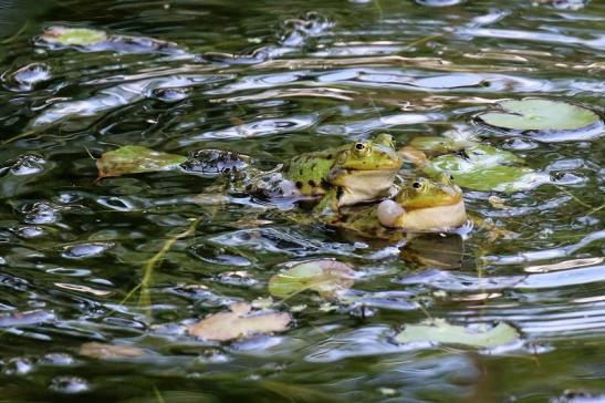 Hochzeit der Kleinen Wasserfrösche Atrium Park Dietzenbach 2020