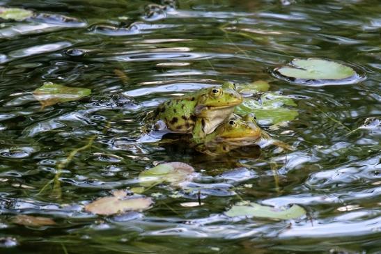 Hochzeit der Kleinen Wasserfrösche Atrium Park Dietzenbach 2020