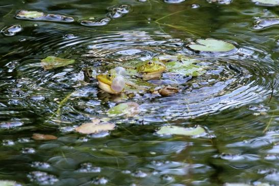 Hochzeit der Kleinen Wasserfrösche Atrium Park Dietzenbach 2020