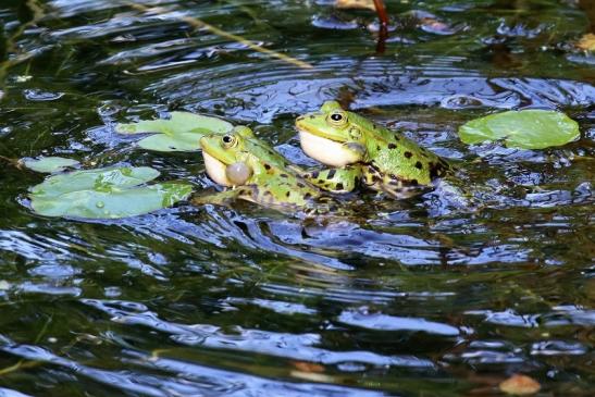 Hochzeit der Kleinen Wasserfrösche Atrium Park Dietzenbach 2020