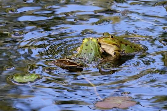 Hochzeit der Kleinen Wasserfrösche Atrium Park Dietzenbach 2020