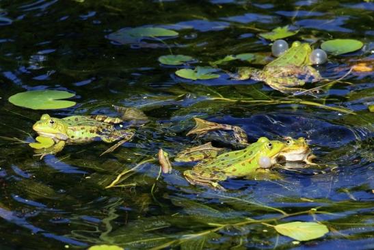 Hochzeit der Kleinen Wasserfrösche Atrium Park Dietzenbach 2020