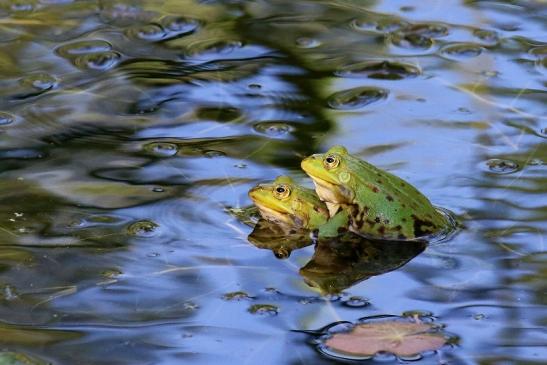 Hochzeit der Kleinen Wasserfrösche Atrium Park Dietzenbach 2020