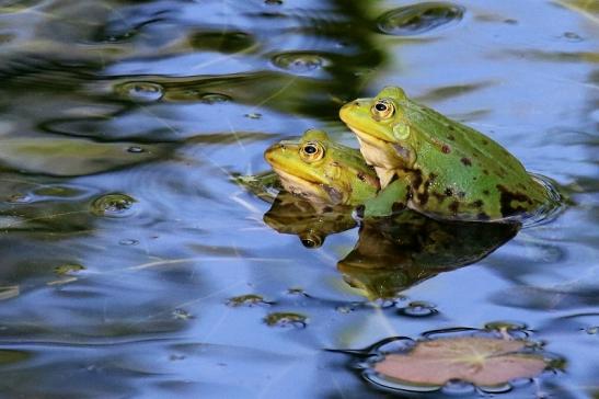 Foto des Monats Juli 2020 Kleiner Wasserfrosch Atrium Park Dietzenbach