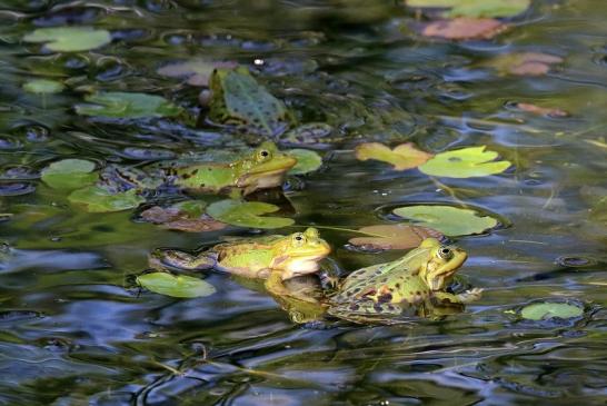 Hochzeit der Kleinen Wasserfrösche Atrium Park Dietzenbach 2020