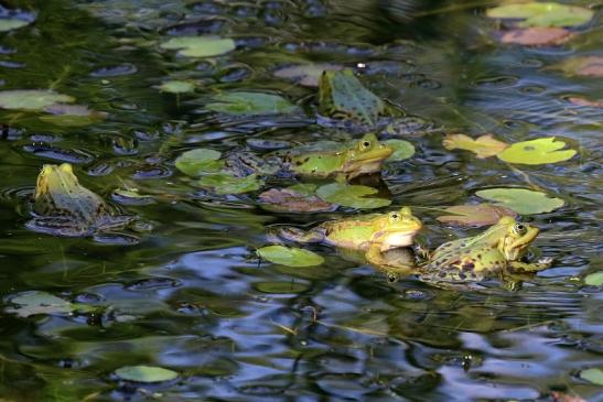 Hochzeit der Kleinen Wasserfrösche Atrium Park Dietzenbach 2020