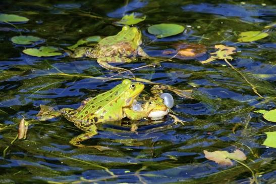 Hochzeit der Kleinen Wasserfrösche Atrium Park Dietzenbach 2020