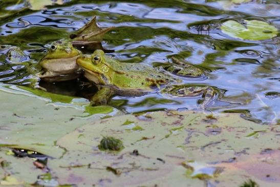 Hochzeit der Kleinen Wasserfrösche Atrium Park Dietzenbach 2020