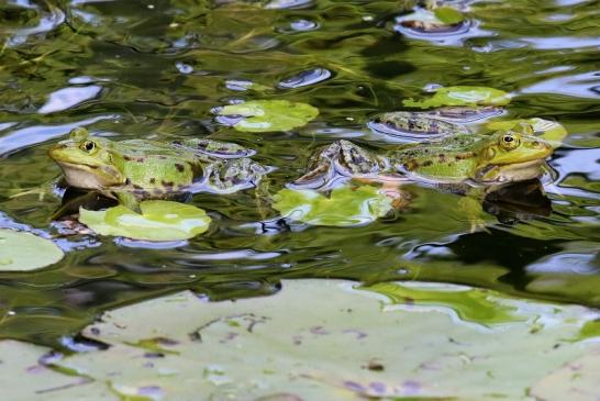 Hochzeit der Kleinen Wasserfrösche Atrium Park Dietzenbach 2020