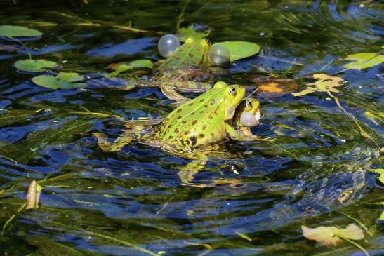 Hochzeit der Kleinen Wasserfrösche Atrium Park Dietzenbach 2020