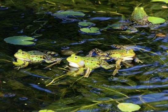 Hochzeit der Kleinen Wasserfrösche Atrium Park Dietzenbach 2020