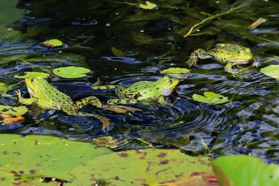 Hochzeit der Kleinen Wasserfrösche Atrium Park Dietzenbach 2020