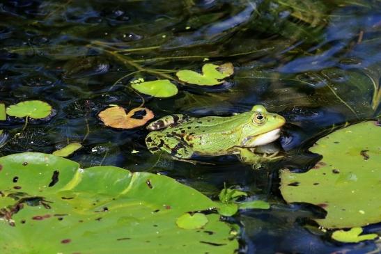 Hochzeit der Kleinen Wasserfrösche Atrium Park Dietzenbach 2020