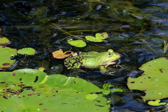 Kleiner Wasserfrosch Atrium Park Dietzenbach 2020