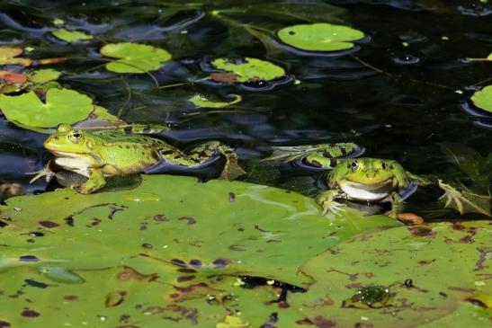 Hochzeit der Kleinen Wasserfrösche Atrium Park Dietzenbach 2020