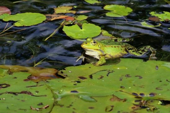 Hochzeit der Kleinen Wasserfrösche Atrium Park Dietzenbach 2020