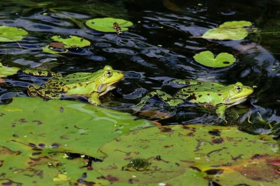 Hochzeit der Kleinen Wasserfrösche Atrium Park Dietzenbach 2020