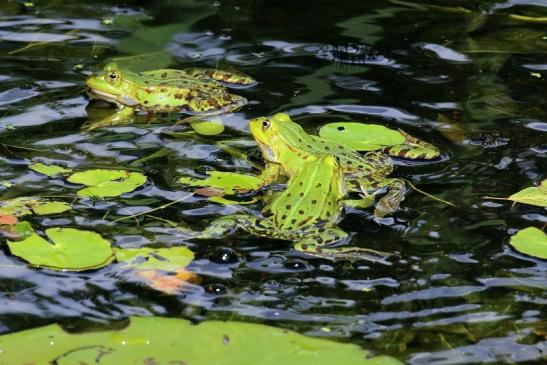 Hochzeit der Kleinen Wasserfrösche Atrium Park Dietzenbach 2020