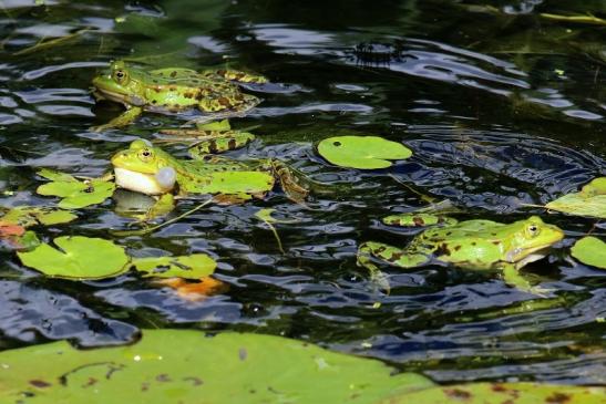 Hochzeit der Kleinen Wasserfrösche Atrium Park Dietzenbach 2020