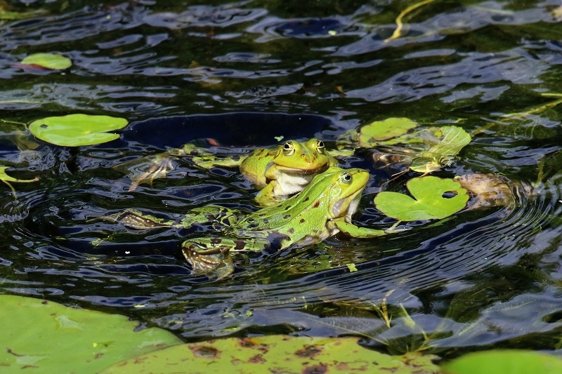 Hochzeit der Kleinen Wasserfrösche Atrium Park Dietzenbach 2020