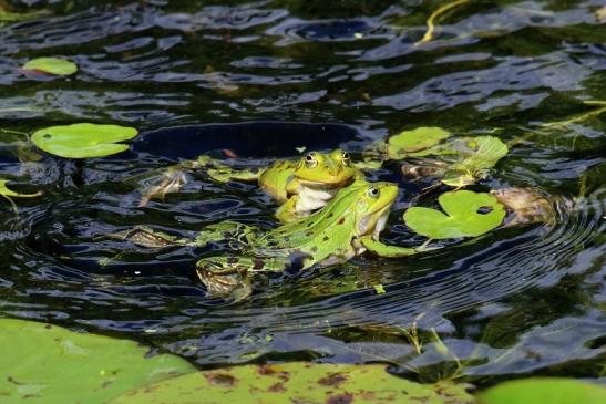 Hochzeit der Kleinen Wasserfrösche Atrium Park Dietzenbach 2020