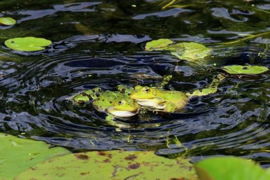 Hochzeit der Kleinen Wasserfrösche Atrium Park Dietzenbach 2020