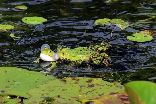 Hochzeit der Kleinen Wasserfrösche Atrium Park Dietzenbach 2020