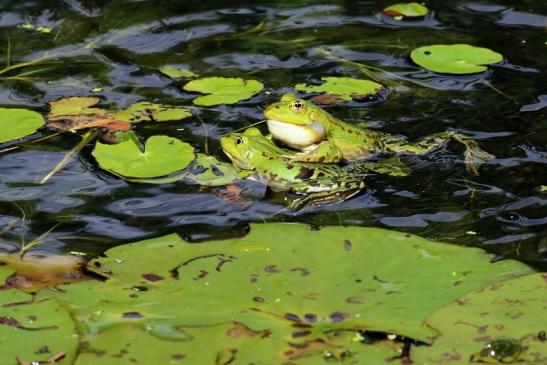 Hochzeit der Kleinen Wasserfrösche Atrium Park Dietzenbach 2020